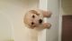 Golden Retriever Puppies for sale in Naperville, IL, USA. price: NA