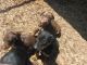 Doberman Pinscher Puppies for sale in Huntsville, AL, USA. price: $500