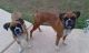 Boxer Puppies for sale in Tempe, AZ, USA. price: NA
