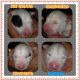 Bull Terrier Puppies for sale in Baltimore, MD, USA. price: NA