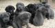 Cane Corso Puppies for sale in Tennessee, USA. price: $600