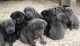 Cane Corso Puppies for sale in Tampa, FL, USA. price: NA