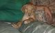 Rhodesian Ridgeback Puppies for sale in San Diego, CA, USA. price: NA