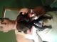 American Pit Bull Terrier Puppies for sale in Salem, NH, USA. price: NA