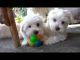 Maltese Puppies for sale in Greensboro, NC, USA. price: $225