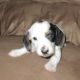 Dachshund Puppies for sale in Clarksville, VA 23927, USA. price: $700