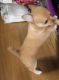 English Mastiff Puppies for sale in Denver, CO, USA. price: $300