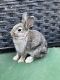 Pygmy Rabbit Rabbits for sale in Anaheim Hills, Anaheim, CA, USA. price: $60