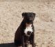 Pyredoodle Puppies for sale in El Paso, TX, USA. price: $1