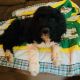 Pyredoodle Puppies for sale in North Arlington, NJ, USA. price: NA