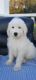 Pyredoodle Puppies for sale in Lumberton, NC, USA. price: $1,000