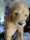 Pyredoodle Puppies for sale in Phoenix, AZ, USA. price: NA