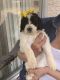 Pyredoodle Puppies for sale in Altadena, CA, USA. price: NA