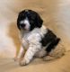Pyredoodle Puppies for sale in Cokato, MN 55321, USA. price: $2,400