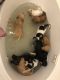 Pyredoodle Puppies for sale in Phoenix, AZ, USA. price: $3,000