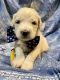 Pyredoodle Puppies for sale in Fair Bluff, NC 28439, USA. price: $999