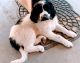 Pyredoodle Puppies for sale in Phoenix, AZ, USA. price: NA