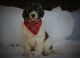 Pyredoodle Puppies for sale in Cokato, MN 55321, USA. price: NA
