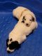 Pyredoodle Puppies for sale in Columbus, OH 43228, USA. price: NA