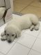 Pyredoodle Puppies for sale in Homestead, FL, USA. price: $500