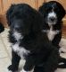 Pyredoodle Puppies for sale in Apple Valley, CA, USA. price: $1,000