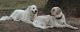Pyredoodle Puppies for sale in Alvarado, TX 76009, USA. price: $500