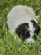 Pyredoodle Puppies for sale in Guttenberg, IA 52052, USA. price: $1,000