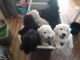 Pyredoodle Puppies for sale in Palm Bay, FL, USA. price: $800