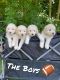 Pyredoodle Puppies for sale in Southfield, MI, USA. price: $600