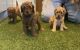 Pyredoodle Puppies for sale in Texas City, TX, USA. price: $1,100