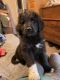 Pyredoodle Puppies for sale in Red Bluff, CA 96080, USA. price: $350