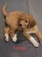 Pyredoodle Puppies for sale in Longwood, FL 32750, USA. price: $1,000