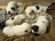 Pyredoodle Puppies for sale in Bean Station, TN, USA. price: $850