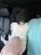 Pyredoodle Puppies for sale in Sumterville, FL 33585, USA. price: NA
