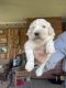 Pyredoodle Puppies for sale in Ansonia, OH 45303, USA. price: NA
