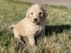 Pyredoodle Puppies for sale in Farmington, CA, USA. price: NA