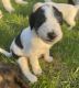 Pyredoodle Puppies for sale in Basehor, KS 66007, USA. price: NA