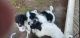 Pyredoodle Puppies for sale in Swansboro, NC, USA. price: NA
