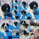 Pyredoodle Puppies for sale in Suffolk, VA, USA. price: NA