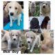 Pyredoodle Puppies for sale in Waltham, MN 55982, USA. price: $500