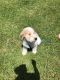Pyredoodle Puppies for sale in Lake Charles, LA 70605, USA. price: NA