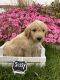 Pyredoodle Puppies for sale in Portland, OR, USA. price: NA