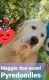 Pyredoodle Puppies for sale in Summerfield, FL 34491, USA. price: NA