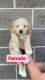 Pyredoodle Puppies for sale in Lehi, UT, USA. price: NA