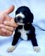 Pyredoodle Puppies for sale in Anderson, SC, USA. price: NA
