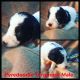 Pyredoodle Puppies for sale in Fort Smith, AR, USA. price: NA