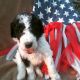 Pyredoodle Puppies for sale in Fort Smith, AR, USA. price: NA