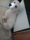 Pyrenean Mastiff Puppies for sale in Alvarado, TX 76009, USA. price: $250