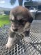 Pyrenean Mastiff Puppies for sale in Winnemucca, NV 89445, USA. price: $750