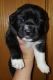 Pyrenean Mastiff Puppies for sale in Priest River, ID 83856, USA. price: $800